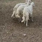 خرفان