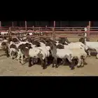جذعات نعيم فاخره ط