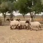 غنم نعيم صنف للبيع