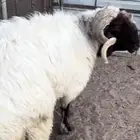 فحل نعيمي مشروط
