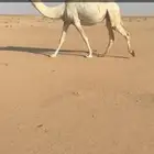 عشاير كفو