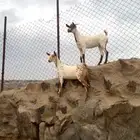 عنقان صنف