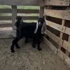 جفار جفره صغيره دواغير بدوايات