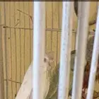 جوز بادجي فاخر مع فرخين