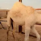 للبيع القعود الطيب