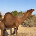 للبيع بعير حمر ادهم ساحلي