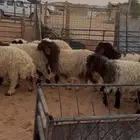 رخال اطراف وضهور
