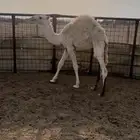 حاشي لباني