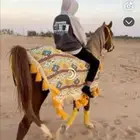 جلال خيل عربي