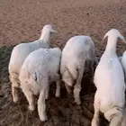 رخال خريه صنف الصنف