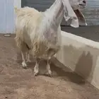 عنز مطوره جرم فاخر