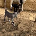 معزا متابيع وحليب