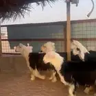 بهم نجد