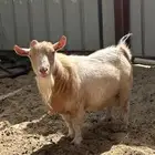 تيس غزم معرف