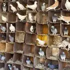 حمام فرصه الي بياخذه سعر مايتفوت