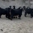 عوارض دفيع فواخر