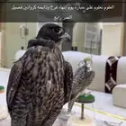 طير