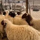 للبيع جذعان نعيم كفو