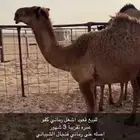 للبيع قعود كفو