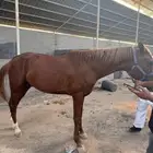 خيل للبيع بتبوك