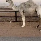 لقحه وضحى طيبه