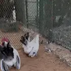 دجاج جبنيز مسحب زاحف