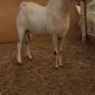 فحل بيشي فاخر