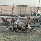 دجاج بلدي