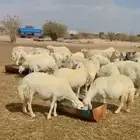 حريات حرش وسم واحد 100 رأس دفيع شرط سونار