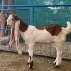 جفر مطور للبيع جرم كفووو