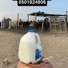 حليب