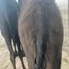 للبيع حاشي فل شحم ونظيف