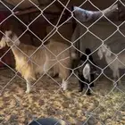 عنز تحتها 2 جفار