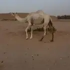 ضروبه عفرا