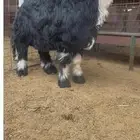 مشروع فحل نجدي ادغم ناهي