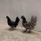 دجاج