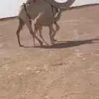 البل