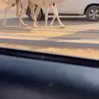 عشرا وضحا عونيه ضغط عالي قويه بنتها باتليه كفو