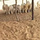 بهم للبيع
