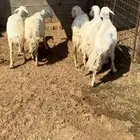 للبيع شياه حريه
