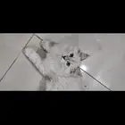 بسة للتبني