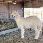 للبيع طلي عيسى يتمم .