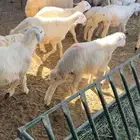 توفير ذبايح طازجة من السوق مباشرة