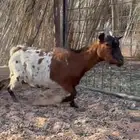 عنز قزميه انتاجها طيب