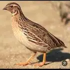 سمان