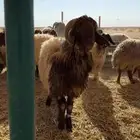 غنم نعيم دفيع شرط سونار عدد قليل