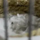 انثى قري افريقي