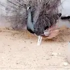 برونز بلاك شولدر طاووس منتج