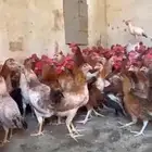 ديوك ودجاج بلدي ( تم البيع )