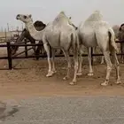 اللقحات وضح طيبة
